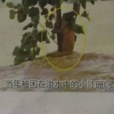 1563355563284415.jpg 洪水中的小江珊.jpg