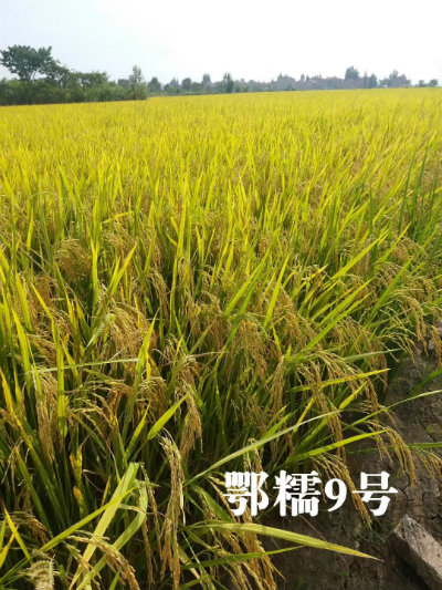 1565347723727925.jpg 刘良军培养的鄂糯9号.jpg
