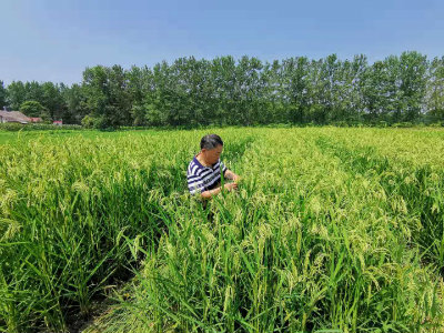 1565347862858578.jpg 刘在田间选种.jpg