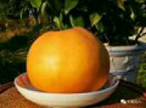 1513597198464195.jpg jpg大果.jpg