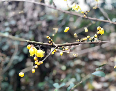 1546782563476429.jpg 花谷+.jpg