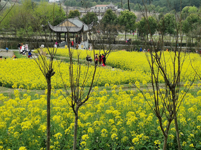 1553950256232687.jpg 油菜花海.jpg+.jpg