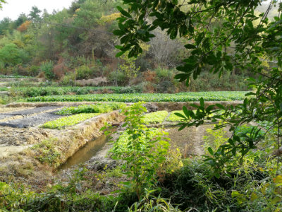 1572613655459836.jpg 绿色种植基地.jpg