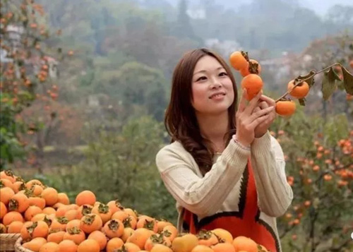 1539489300577161.jpg 薄刀峰采摘柿子.jpg