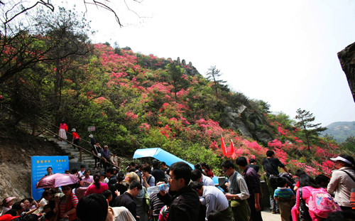 1542343446610308.jpg 云雾山森林.jpg