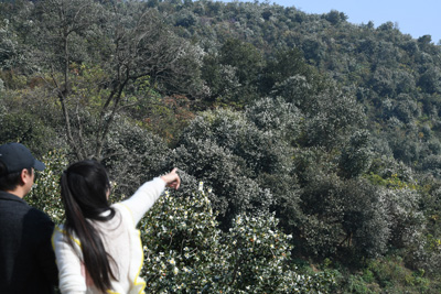 1552276082771370.jpg 木兰天池山茶花开满山野.jpg+.jpg