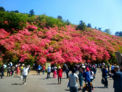 1552631211253206.jpg 杜鹃花.jpg