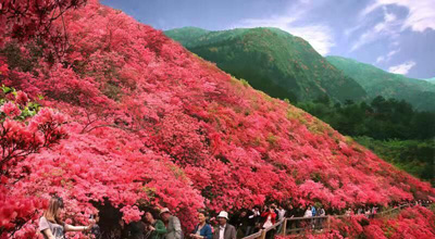 1553828915487523.jpg 杜鹃花海.jpg