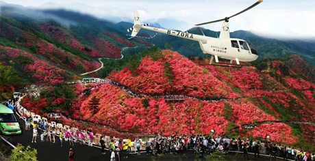 1554355533835094.jpg 花海2.jpg