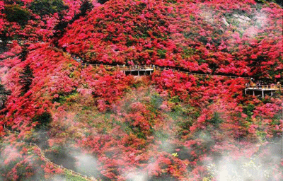 1557057714983543.gif 杜鹃怒放.gif