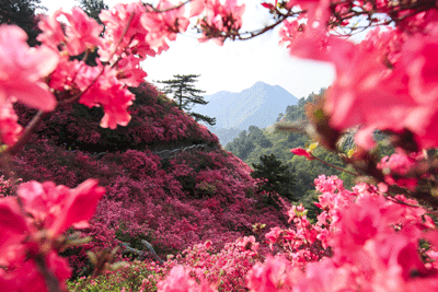 1557458679303504.gif 花海.gif