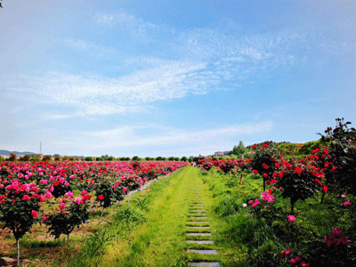 1557579252116628.gif 大面积花.gif