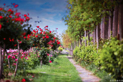 1557579276358576.gif 树边花海.gif