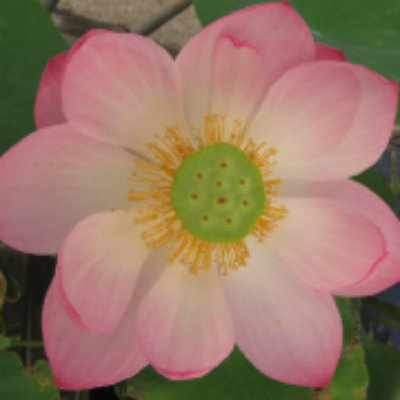 1564662479926280.jpg 荷花+.jpg