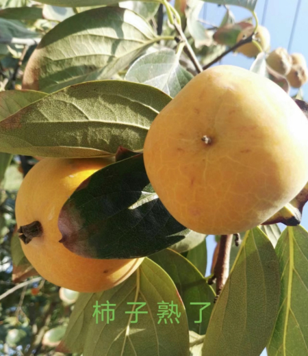 1688621825331263.jpg 图片1(11).jpg