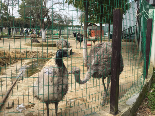 1528035116674949.jpg jpg驼鸟.jpg+.jpg