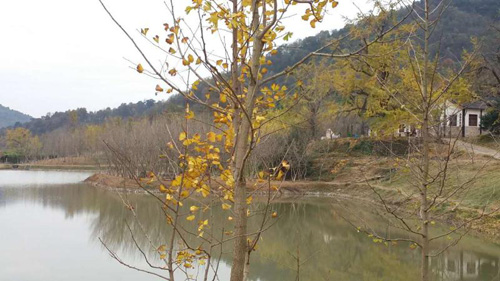 1511950988510799.jpg jpg初冬大别山.jpg