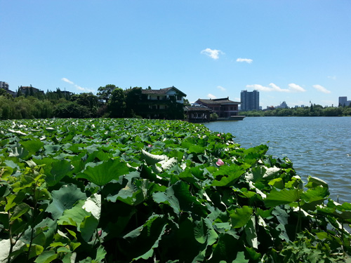 1512639779552342.jpg 夏荷.jpg夏荷.jpg