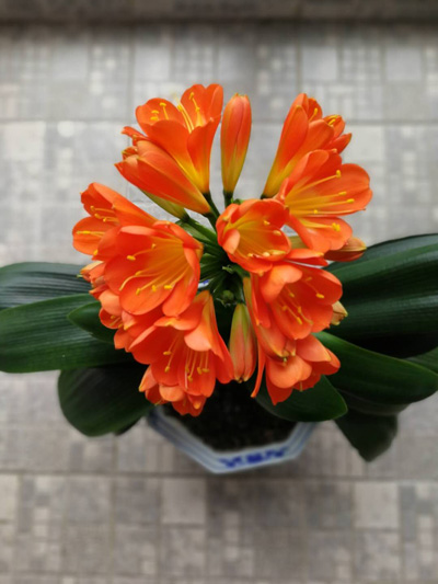 1553690788451720.jpg 花仙1.jpg
