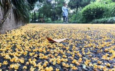 1571170523386266.jpg 桂花图1++.jpg