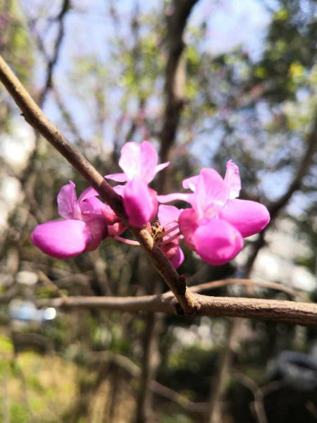 1584732653451903.jpg 桃花.jpg