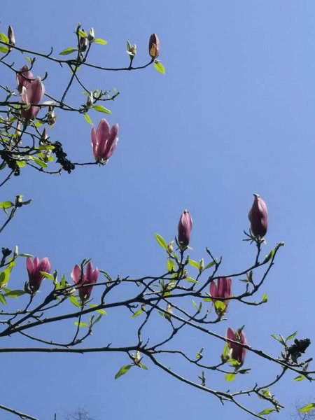 1584732755789619.jpg 花枝.jpg