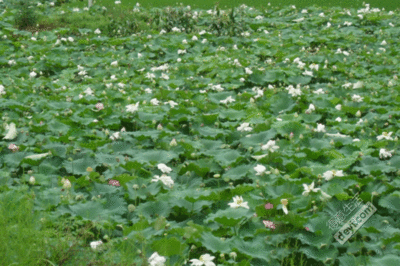 1636761960483852.gif t017a708b8a1d7bb868.gif