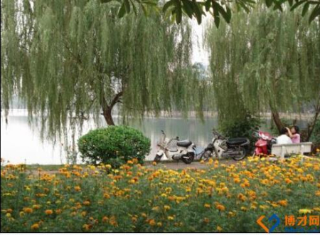 1648435958451982.jpg 47、河内西湖垂柳丝丝,黄花铺地,.jpg