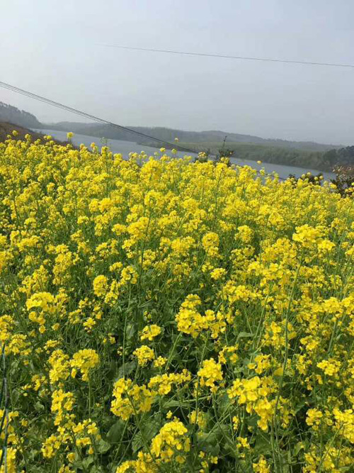 1527770094655850.jpg .jpg油菜花.jpg