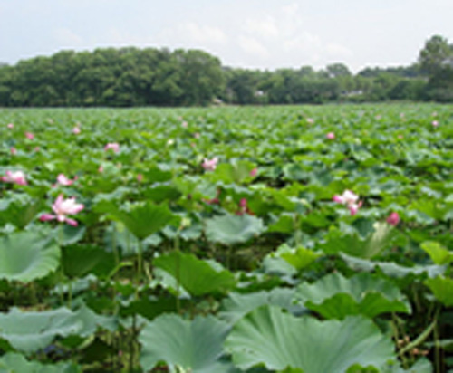 1528182559316278.jpg .jpg东湖荷花.jpg