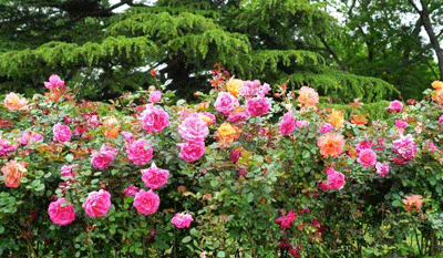 1556590375848017.gif 鲜花.gif+.gif