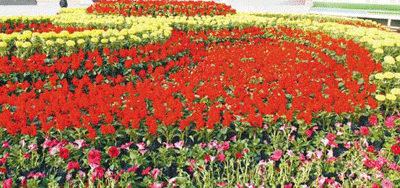 1556590386914452.gif 花海.gif+.gif