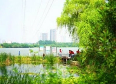 1576578430539537.jpg 杨柳++.jpg
