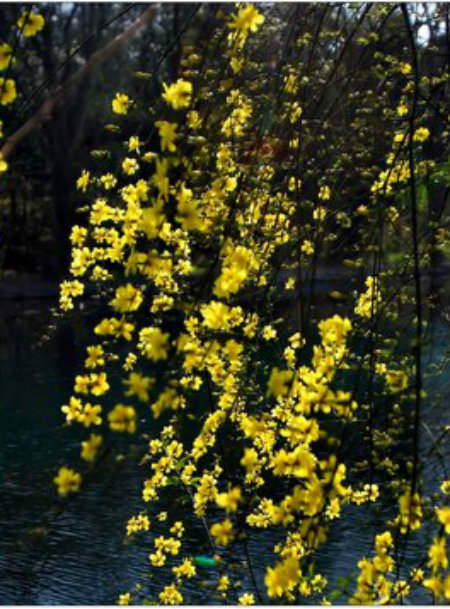 1584407720235761.jpg 黄花.jpg