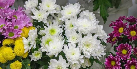 1586174536381403.jpg 白花+.jpg