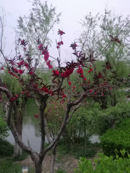1744601786129589.jpg 微信图片_20250414062041.jpg